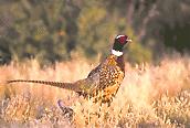 pheasant.jpg - 6384 Bytes